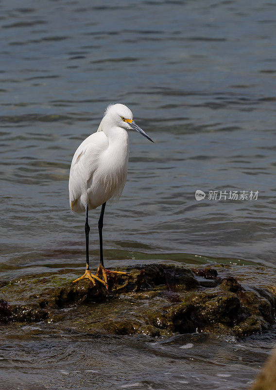 雪白鹭(Egretta thula)是一种小白鹭。圣伊格纳西奥泻湖，下加利福尼亚南部，墨西哥。站在水边。